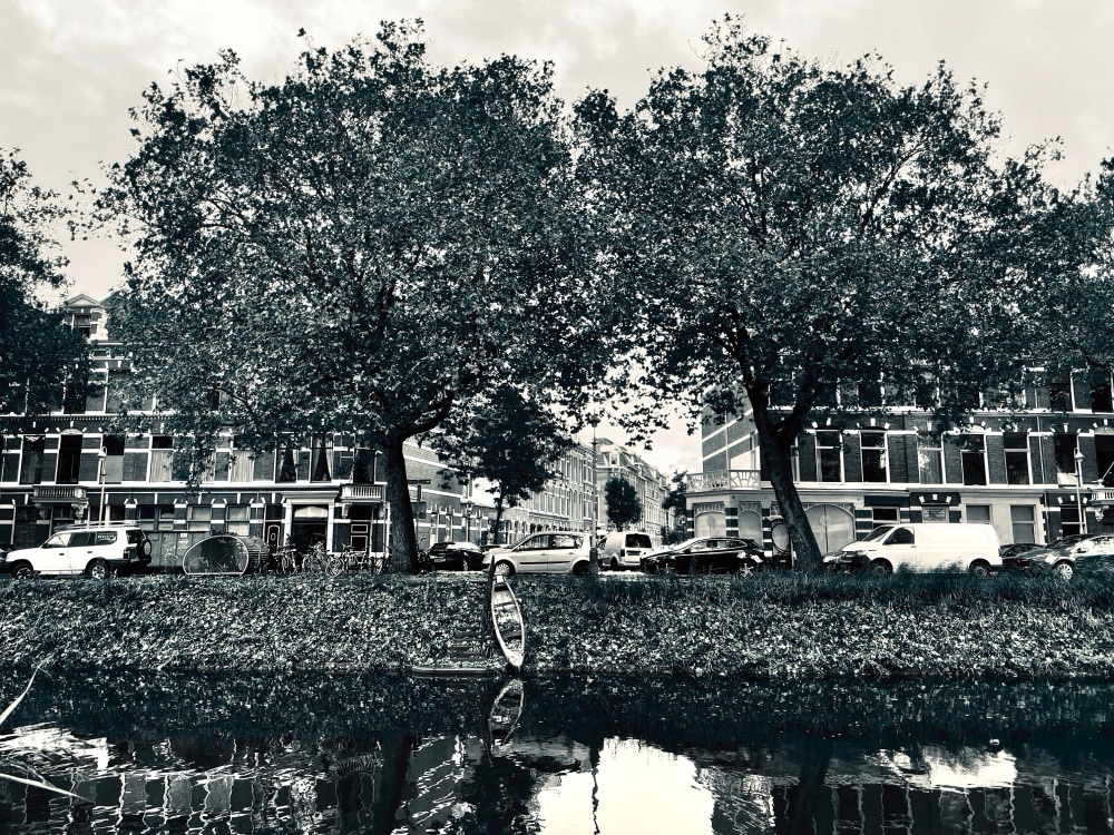 Plane trees along a canal with a rowing boat and townhouses behind, in near-monochrome