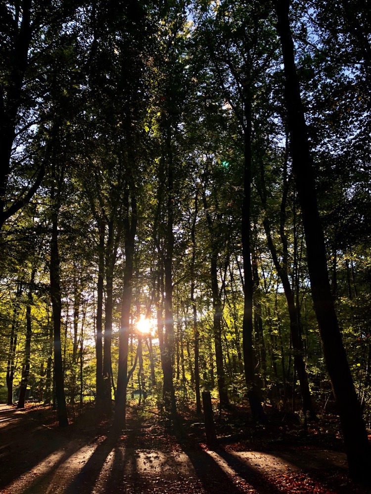 Sunlight breaking through tall pine trees
