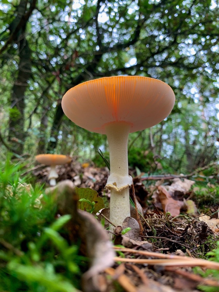 A single mushroom on the forest floor