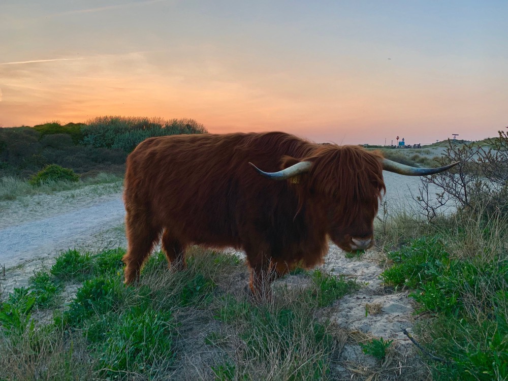 Highland cattle grazing in the dunes