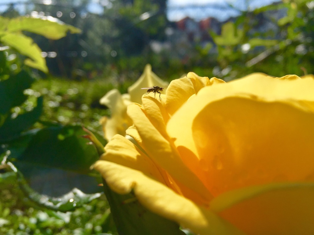 Close-up of a yellow rose